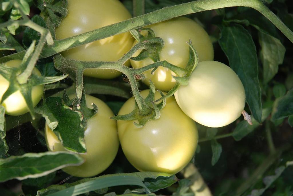 סן ג'ימיניאנו Agriturismo Il Castagnolino חדר תמונה